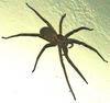 Large predatory spider