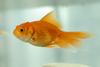 My Goldfish (Carassius auratus)