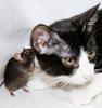 Scientists create ‘fearless’ mouse