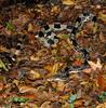 Misc. Critters - Northern Pine Snake (Pituophis melanoleucus)102sm