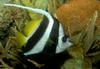 Misc. Critters - Pennant Bannerfish (Heniochus diphreutes)