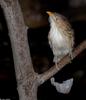 Some Birds - Guira Cuckoo (Guira guira)03