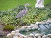 Blauwe Reiger (Blue Heron in garden searching for food)