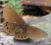 Newly discovered Colombian butterfly, Idioneurula donegani [BBC 2007-12-18]