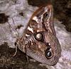 New Owl Butterfly Species Naming Rights Auctioned For $40,800 [ScienceDaily 2008-01-03]