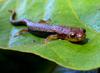 New Dwarf Salamander Found in Costa Rica [LiveScience 2008-01-03]