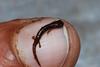 New Dwarf Salamander Found in Costa Rica [LiveScience 2008-01-03]