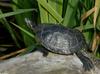 Turtles - Sliders (Trachemys scripta ssp.)02