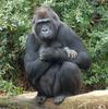 Primates - Gorilla (Gorilla gorilla)04