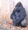 Primates - Gorilla (Gorilla gorilla)05