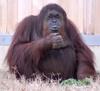 Primates - Sumatran Orangutan (Pongo abelii)
