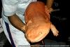 10 most endangered amphibians - Chinese Giant Salamander (Andrias davidianus) [BBC 2008-01-21]