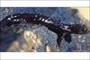 ...10 most endangered amphibians - Salamanquesa (Bolitoglossa mexicana), Lungless Salamander [BBC 2
