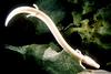 10 most endangered amphibians - Olm Salamander (Proteus anguinus) [BBC 2008-01-21]