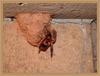 potter wasp 1/3 : Australian hornet (Abispa ephippium)