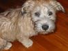 Glen of Imaal Terrier - Wiki