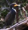 Birds - Double Breasted Cormorant (Phalacrocorax auritus)