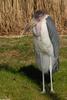 Birds - Marabou Stork (Leptoptilos crumeniferus)01