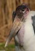Birds - Marabou Stork (Leptoptilos crumeniferus)02