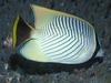 Butterfly Fish 'May Face Extinction' [ScienceDaily 2008-02-25]