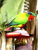 Kuhl's Lory (Vini kuhlii)