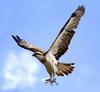 Osprey (Pandion haliaetus)
