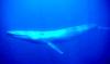 Blue whale (Balaenoptera musculus)