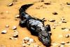 Chinese Alligator (Alligator sinensis)