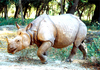 Indian rhinoceros (Rhinoceros unicornis)