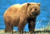 Brown bear (Ursus arctos)