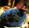 Crested wood partridge (Rollulus rouloul)