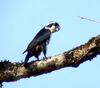 Black-thighed Falconet