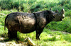 Sumatran Rhinoceros (Dicerorhinus sumatrensis)
