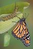 Can Moths Or Butterflies Remember What They Learned As Caterpillars? [ScienceDaily 2008-03-04]