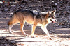 Grey wolf