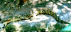 New Guinea Crocodile (Crocodylus novaeguineae)