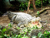 Philippine crocodile (Crocodylus mindorensis)
