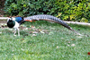 Lady Amherst's Pheasant (Chrysolophus amherstiae)