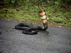 King cobra (Ophiophagus hannah)