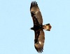 Golden Eagle (Aquila chrysaetos)
