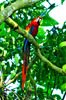 Scarlet macaw (Ara macao)