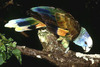 St. Vincent parrot (Amazona guildingi)