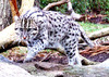 Fishing cat