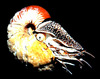 Crusty Nautilus (Allonautilus scrobiculatus)