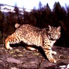 Bobcat (Felis rufus)