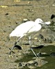 Little egret (Egretta garzetta)