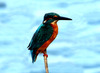 Eurasian Kingfisher (Alcedo atthis)