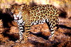 Jaguar (Panthera onca)