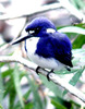 Little kingfisher (Alcedo pusilla)