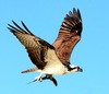 Osprey (Pandion haliaetus)